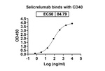 Selicrelumab Recombinant Human Monoclonal Antibody
