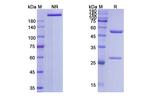 Selicrelumab Antibody in SDS-PAGE (SDS-PAGE)