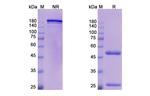 CD73 (Oleclumab Biosimilar) Antibody in SDS-PAGE (SDS-PAGE)