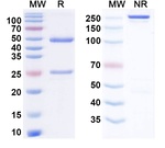 Zolbetuximab Chimeric Antibody in SDS-PAGE (SDS-PAGE)