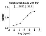 Tislelizumab Humanized Recombinant Human Monoclonal Antibody