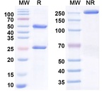 Loncastuximab Chimeric Recombinant Human Monoclonal Antibody