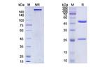 PD-1 (CD279) (Spartalizumab Biosimilar) Antibody in SDS-PAGE (SDS-PAGE)