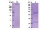 Berlimatoxumab Recombinant Human Monoclonal Antibody