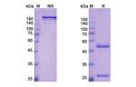 Bemarituzumab Humanized Antibody in SDS-PAGE (SDS-PAGE)