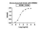 Zenocutuzumab Humanized Recombinant Human Monoclonal Antibody