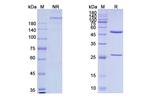 Her-2/Her-3 (Zenocutuzumab Biosimilar) Antibody in SDS-PAGE (SDS-PAGE)