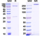 Tibulizumab Humanized Antibody in SDS-PAGE (SDS-PAGE)