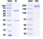 Relatlimab Recombinant Human Monoclonal Antibody