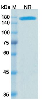 CD66e/CD3 (Cibisatamab Biosimilar) Antibody in SDS-PAGE (SDS-PAGE)
