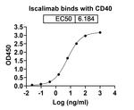 Iscalimab Humanized Recombinant Human Monoclonal Antibody