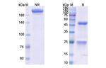 Vopratelimab Humanized Recombinant Human Monoclonal Antibody