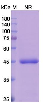Abrezekimab Humanized Recombinant Human Monoclonal Antibody