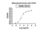 Mitazalimab Humanized Antibody in ELISA (ELISA)