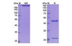 Mitazalimab Humanized Antibody in SDS-PAGE (SDS-PAGE)