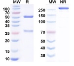 Enapotamab Antibody in SDS-PAGE (SDS-PAGE)