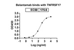 Belantamab Humanized Recombinant Human Monoclonal Antibody