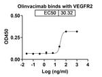 FLK1 (VEGF Receptor 2) (Olinvacimab Biosimilar) Recombinant Humanized mouse Monoclonal Antibody