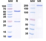 FLK1 (VEGF Receptor 2) (Olinvacimab Biosimilar) Antibody in SDS-PAGE (SDS-PAGE)