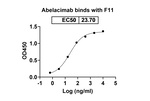 Abelacimab Recombinant Human Monoclonal Antibody
