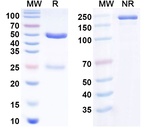Prolgolimab Chimeric Recombinant Human Monoclonal Antibody