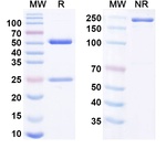 Factor XI (Osocimab Biosimilar) Recombinant Human Monoclonal Antibody