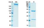 FGFR3 (Vofatamab Biosimilar) Antibody in SDS-PAGE (SDS-PAGE)