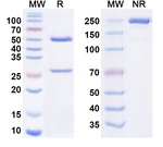 Tamrintamab Chimeric Recombinant Human Monoclonal Antibody