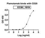 Plamotamab Chimeric Recombinant Human Monoclonal Antibody