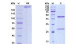 Nidanilimab Humanized Recombinant Human Monoclonal Antibody