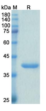 Envafolimab Humanized Antibody in SDS-PAGE (SDS-PAGE)