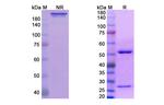 LAG-3 (CD223) (Fianlimab Biosimilar) Antibody in SDS-PAGE (SDS-PAGE)