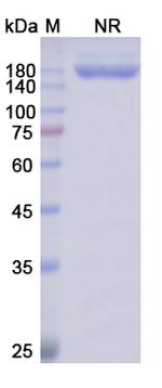 Glofitamab Humanized Antibody in SDS-PAGE (SDS-PAGE)