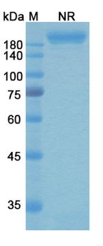 Gremubamab Humanized Antibody in SDS-PAGE (SDS-PAGE)