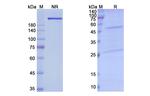 PD-L1 (CD274) (Pacmilimab Biosimilar) Antibody in SDS-PAGE (SDS-PAGE)