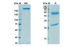 EGFR/LGR5 (Petosemtamab Biosimilar) Recombinant Human Monoclonal Antibody