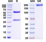 IL-6 (Ziltivekimab Biosimilar) Antibody in SDS-PAGE (SDS-PAGE)