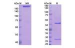 OX40 (CD134) (Tavolimab Biosimilar) Antibody in SDS-PAGE (SDS-PAGE)
