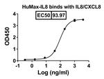 HuMax-IL8 Humanized Recombinant Human Monoclonal Antibody