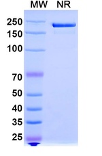 HuMax-IL8 Humanized Antibody in SDS-PAGE (SDS-PAGE)