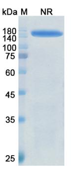Meplazumab Humanized Antibody in SDS-PAGE (SDS-PAGE)