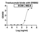 Trastuzumab Humanized Antibody in ELISA (ELISA)