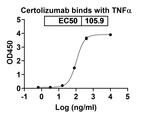 Certolizumab Antibody in ELISA (ELISA)