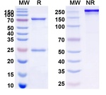Ibritumomab Antibody in SDS-PAGE (SDS-PAGE)