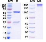 Tixagevimab Humanized Recombinant Human Monoclonal Antibody