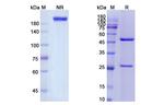 Ansuvimab Humanized Recombinant Human Monoclonal Antibody