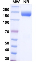 Aflibercept Humanized Antibody in SDS-PAGE (SDS-PAGE)