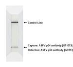 African Swine Fever Virus Structural Protein p54 Antibody in Lateral Flow (LF)