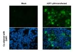 African Swine Fever Virus Structural Protein p54 Antibody in Immunocytochemistry (ICC/IF)