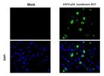 African Swine Fever Virus Structural Protein p54 Antibody in Immunohistochemistry (Paraffin) (IHC (P))